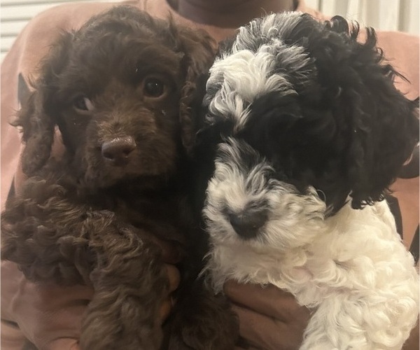 Medium Photo #1 Cock-A-Poo Puppy For Sale in YONKERS, NY, USA