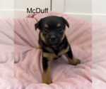 Small Mutt