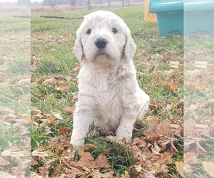 Goldendoodle Puppy for sale in COLUMBIA CITY, IN, USA