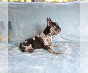 French Bulldog Puppy for Sale in KENNESAW, Georgia USA