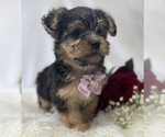 Small Photo #11 Morkie Puppy For Sale in ROCK STREAM, NY, USA