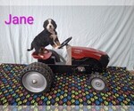 Image preview for Ad Listing. Nickname: Litter of 7