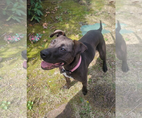 Medium Photo #4 American Pit Bull Terrier-Unknown Mix Puppy For Sale in Oakhurst, NJ, USA