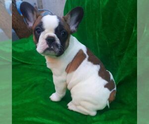 French Bulldog Puppy for sale in TAMPA, FL, USA
