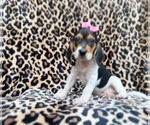 Small #8 Beagle