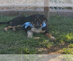 Small #3 Mutt