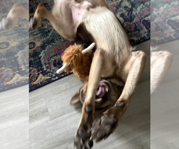 Medium Photo #2 German Shepherd Dog Puppy For Sale in Kankakee, IL, USA