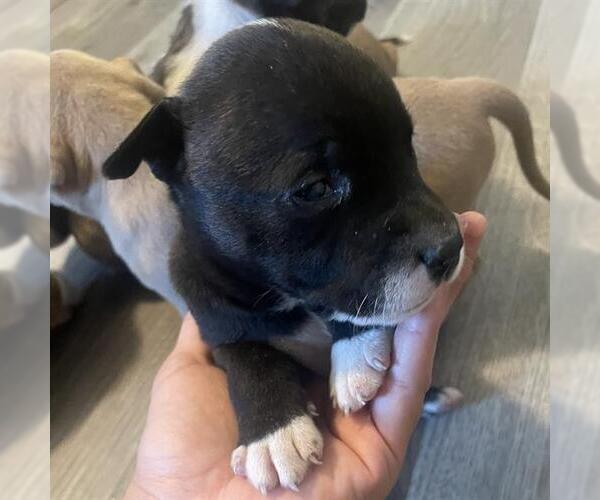Medium Photo #1 American Staffordshire Terrier-Unknown Mix Puppy For Sale in San Antonio, TX, USA