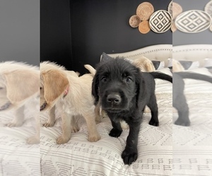 Goldendoodle-Labrador Retriever Mix Puppy for sale in COLUMBIA, KY, USA