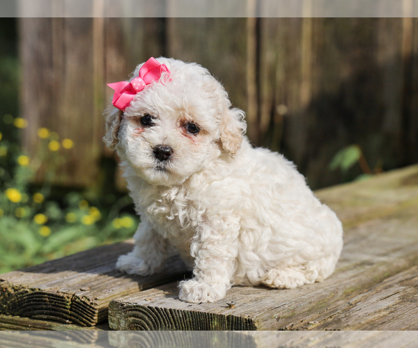 Medium Photo #5 Cocker Spaniel-Poodle (Miniature) Mix Puppy For Sale in LIBERTY, KY, USA