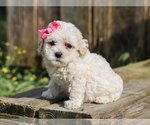 Small #4 Cocker Spaniel-Poodle (Miniature) Mix