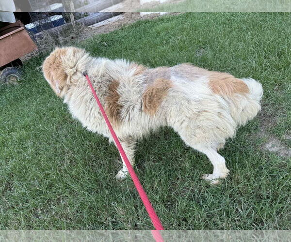 Medium Photo #9 Great Pyrenees-Unknown Mix Puppy For Sale in Croydon, NH, USA