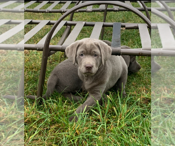 Medium Photo #4 Labrador Retriever Puppy For Sale in DEXTER, NY, USA