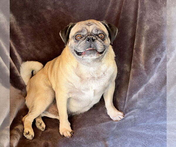 Medium Photo #2 Pug Puppy For Sale in Albuquerque, NM, USA
