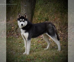 Father of the Siberian Husky puppies born on 02/21/2020
