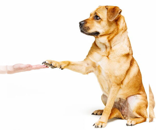 Medium Photo #5 Mutt Puppy For Sale in Cary, NC, USA