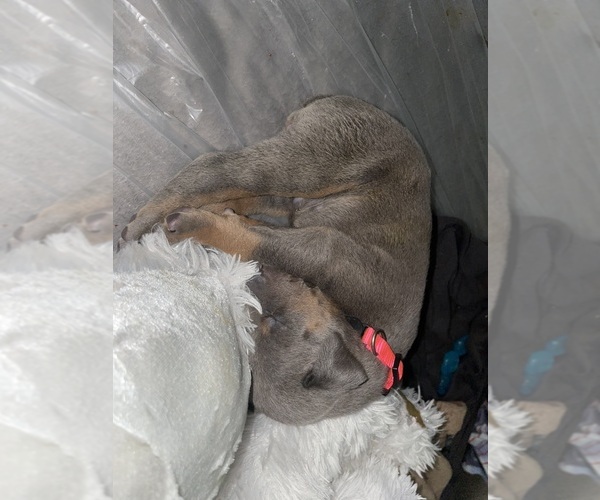 Medium Photo #7 Doberman Pinscher Puppy For Sale in GOOSE CREEK, SC, USA