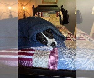 Cooper Lizman - Male Pointer-Unknown Mix Dog for Adoption - Photo #12