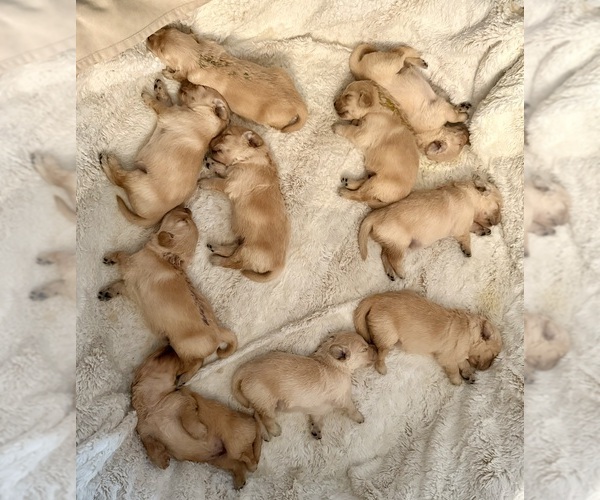 Medium Photo #1 Golden Retriever Puppy For Sale in EXTON, PA, USA