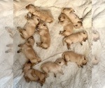 Small Golden Retriever