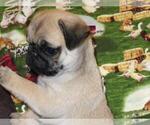 Small Photo #4 Pug Puppy For Sale in ORRVILLE, OH, USA