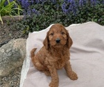 Small Photo #26 Irish Doodle Puppy For Sale in GOSHEN, IN, USA
