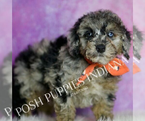 Medium Photo #5 Poodle (Miniature) Puppy For Sale in WARSAW, IN, USA