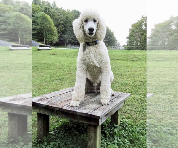 Medium Photo #5 Poodle (Standard) Puppy For Sale in Pacolet, SC, USA