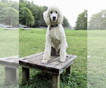 Small #4 Poodle (Standard)