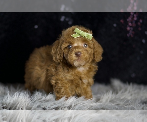 Medium Photo #6 Poodle (Toy) Puppy For Sale in WARSAW, IN, USA