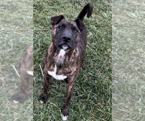 Medium Photo #6 American Pit Bull Terrier-Unknown Mix Puppy For Sale in Sistersville, WV, USA