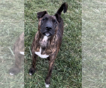 Small #5 American Pit Bull Terrier Mix