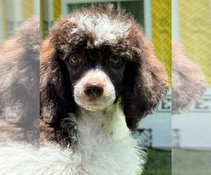 Poodle (Miniature) Dog for Adoption in ARCADIA, Florida USA