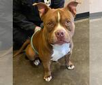 Small #3 American Pit Bull Terrier-Staffordshire Bull Terrier Mix