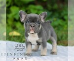 Small #3 French Bulldog