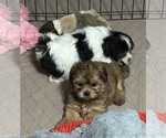 Small #1 Shih-Poo
