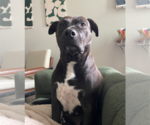 Small #3 American Pit Bull Terrier-Labrador Retriever Mix
