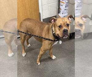 Mutt Dogs for adoption in Forestville, MD, USA