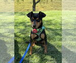 Small #5 Miniature Pinscher