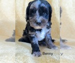 Puppy Benny Cavapoo