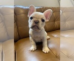 Puppy Lux French Bulldog