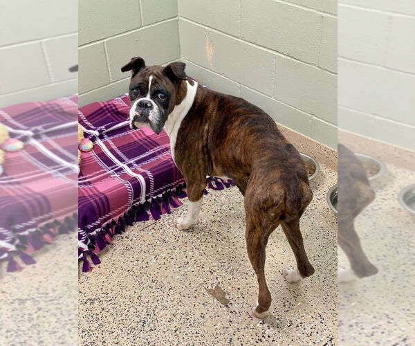 Medium Photo #3 Boxer Puppy For Sale in Austin, TX, USA