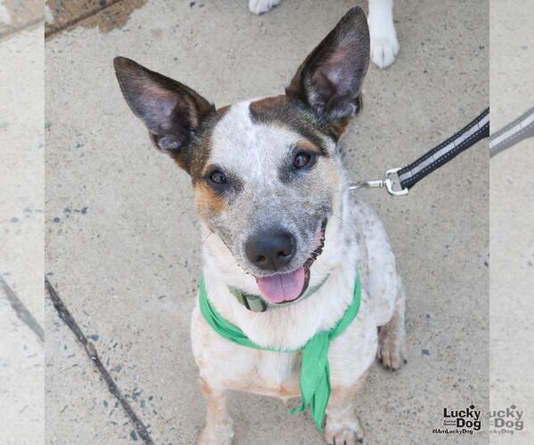 Medium Photo #10 Mutt Puppy For Sale in Washington, DC, USA