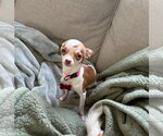 Small Chihuahua Mix