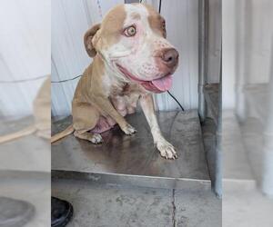 American Pit Bull Terrier Dogs for adoption in Bakersfield, CA, USA