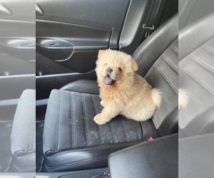 Chow Chow Puppy for sale in CERRITOS, CA, USA
