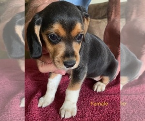 Beagle Puppy for sale in BOWLING GREEN, KY, USA