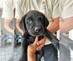 Small Labrador Retriever