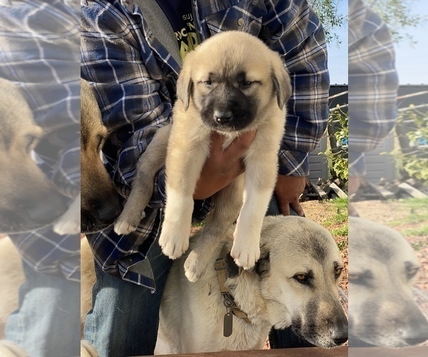 Full screen Photo #8 Kangal Dog Puppy For Sale in NORCO, CA, USA