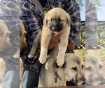 Small Photo #8 Kangal Dog Puppy For Sale in NORCO, CA, USA